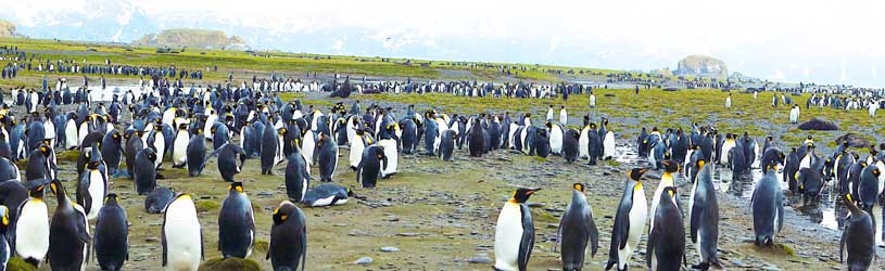 King Penguins Salisbury Plain 250