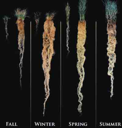 Annuals Perrenials 400