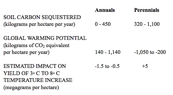 Annuals vs Perennials