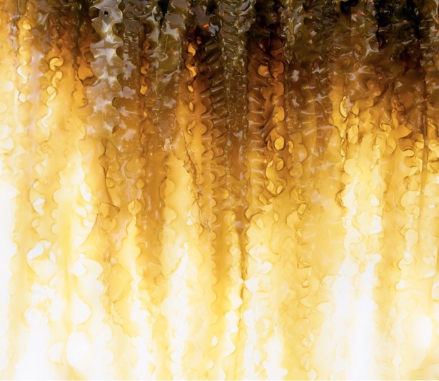 Sugar Kelp
