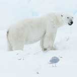 Polar Bear 152